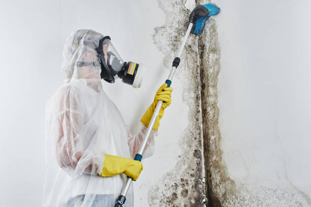 Best Mold Remediation for Healthcare Facilities in Moraga, CA