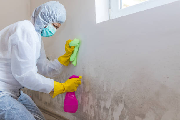 Best Mold Prevention Services in Moraga, CA