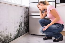 Best Commercial Mold Inspection in Moraga, CA